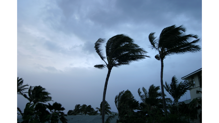 Hurricane or tropical storm wind buffeting palm trees