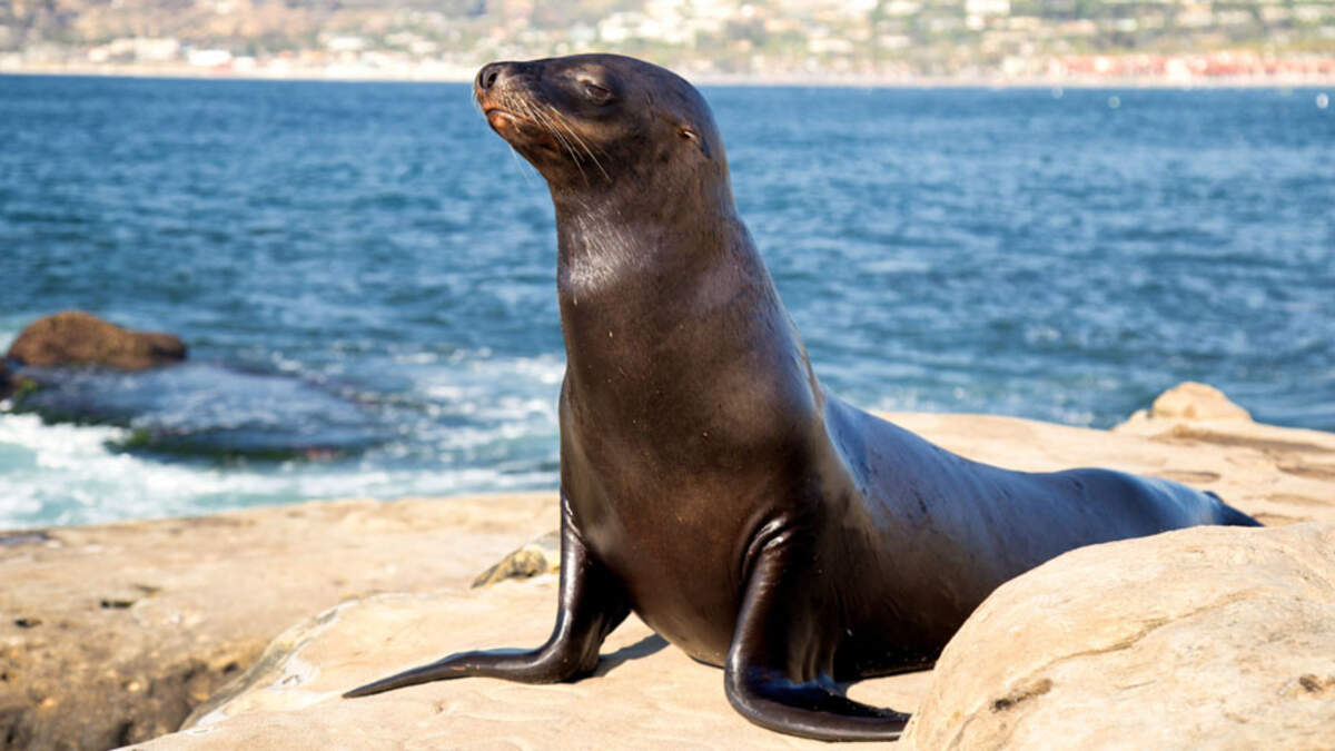 San Diego begins temporary closure of Point La Jolla to separate people and sea  lions - La Jolla Light