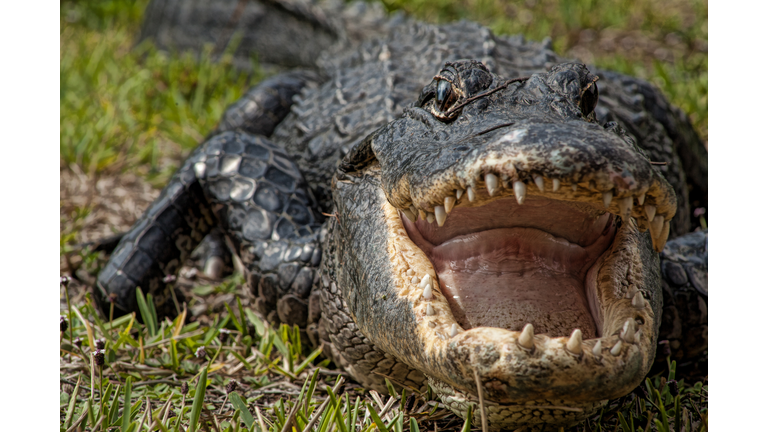 Everglades Alligator