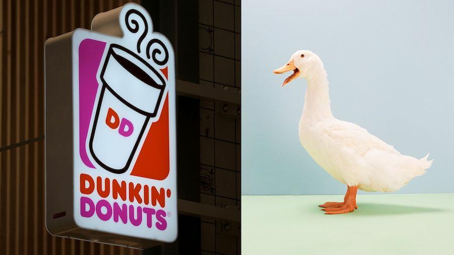 WATCH: Duck Named 'Munchkin' Goes Viral For Love Of Dunkin' Order | iHeart