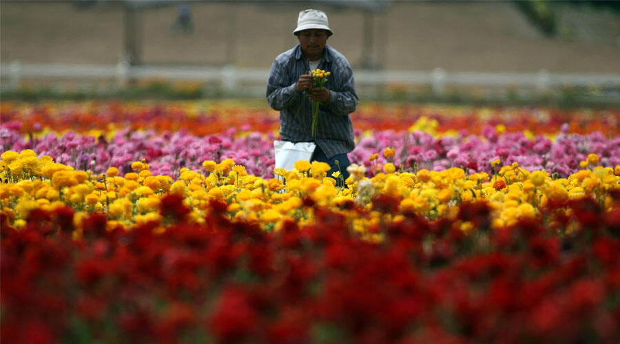 San Diego Agriculture Revenue Jumps to 1.8 Billion, Here Are The Top