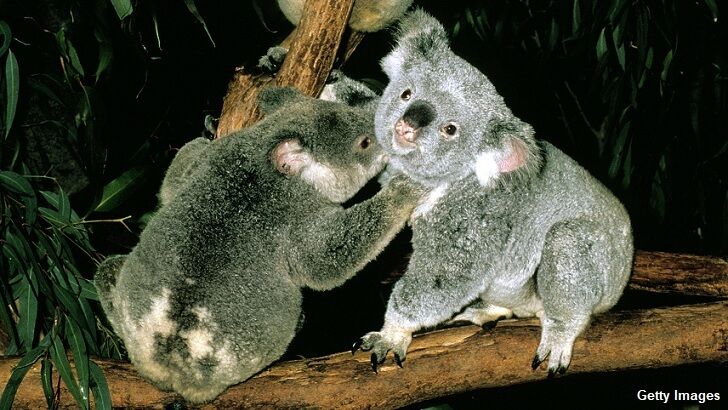 Watch: Koala Fight Stops Traffic