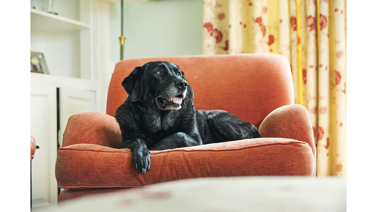 Senior black labrador relaxing on armchair