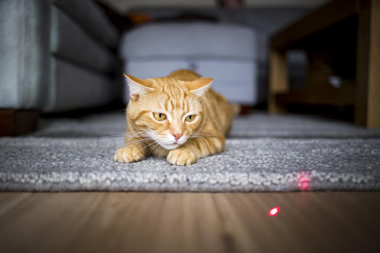 Hunting the dot