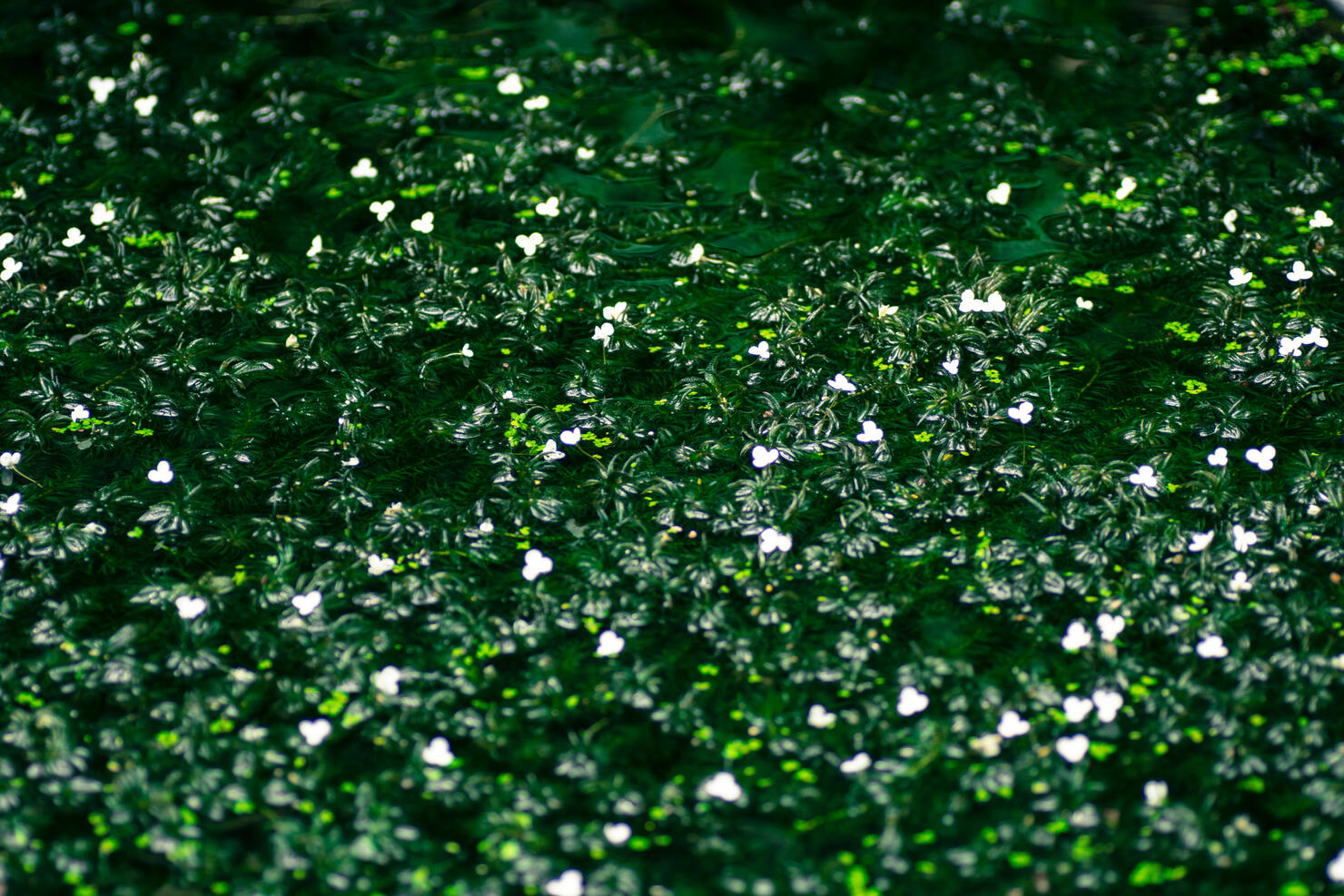 Egeria najas, Hydrocharitaceae, South America
