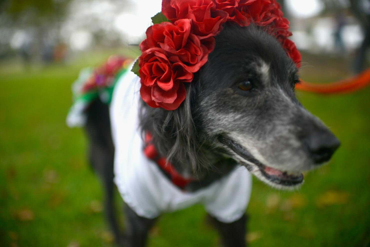 Haute Dog Howl'oween Parade