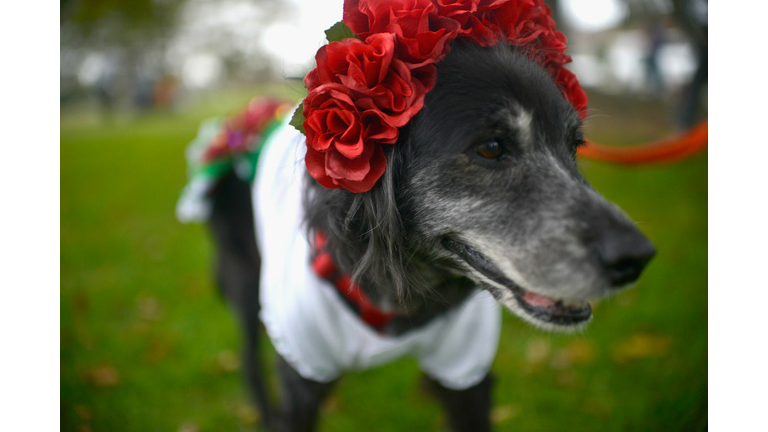 Haute Dog Howl'oween Parade