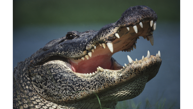 Alligator with mouth open