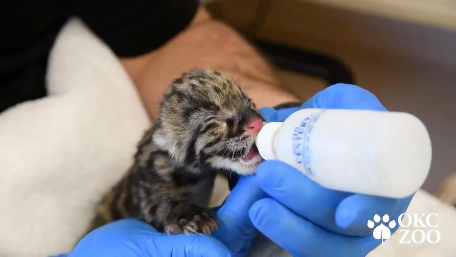 Clouded leopard kitten nursing from a bottle