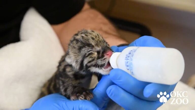 Clouded leopard kitten nursing from a bottle