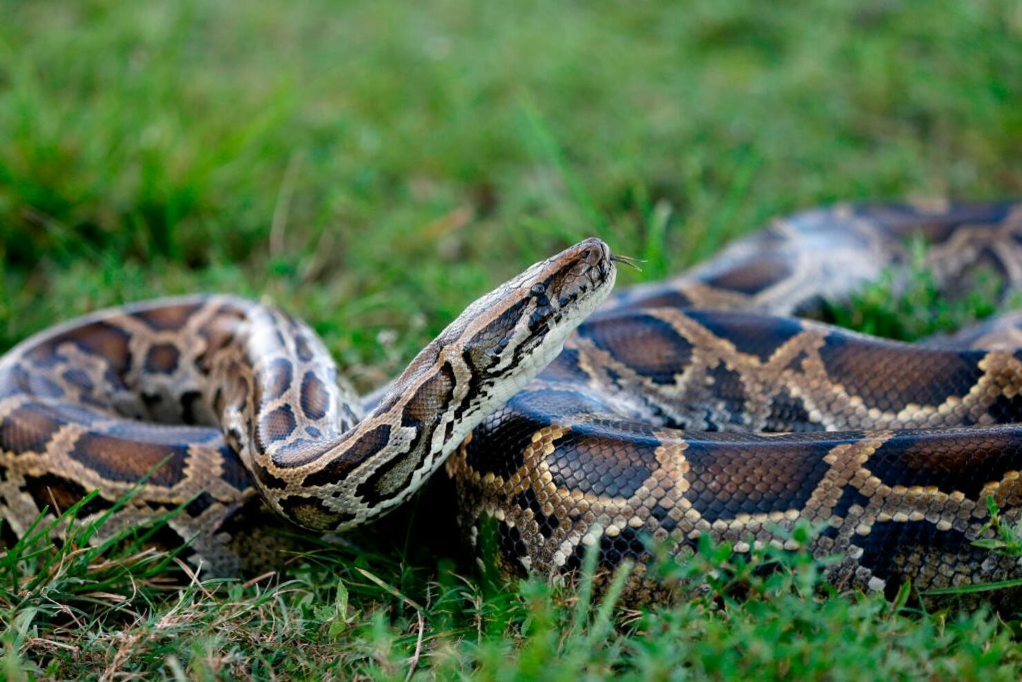 US-ENVIRONMENT-SNAKES-FLORIDA-OFFBEAT