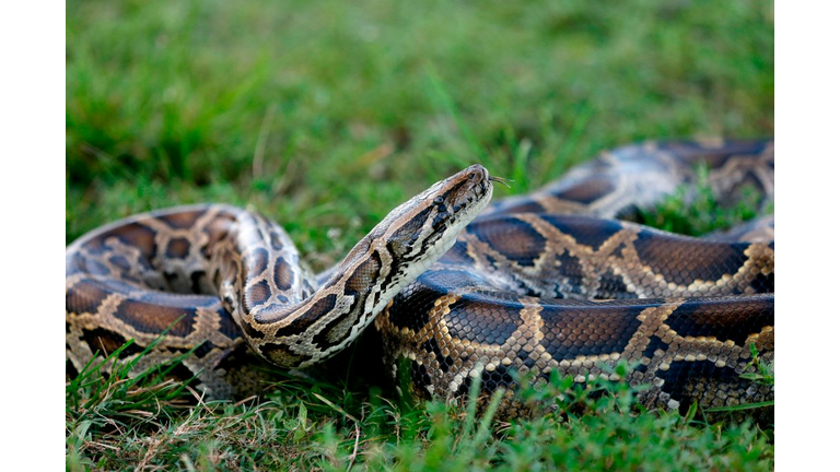 US-ENVIRONMENT-SNAKES-FLORIDA-OFFBEAT