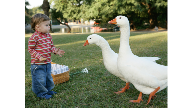 adorable baby feeding the ducks