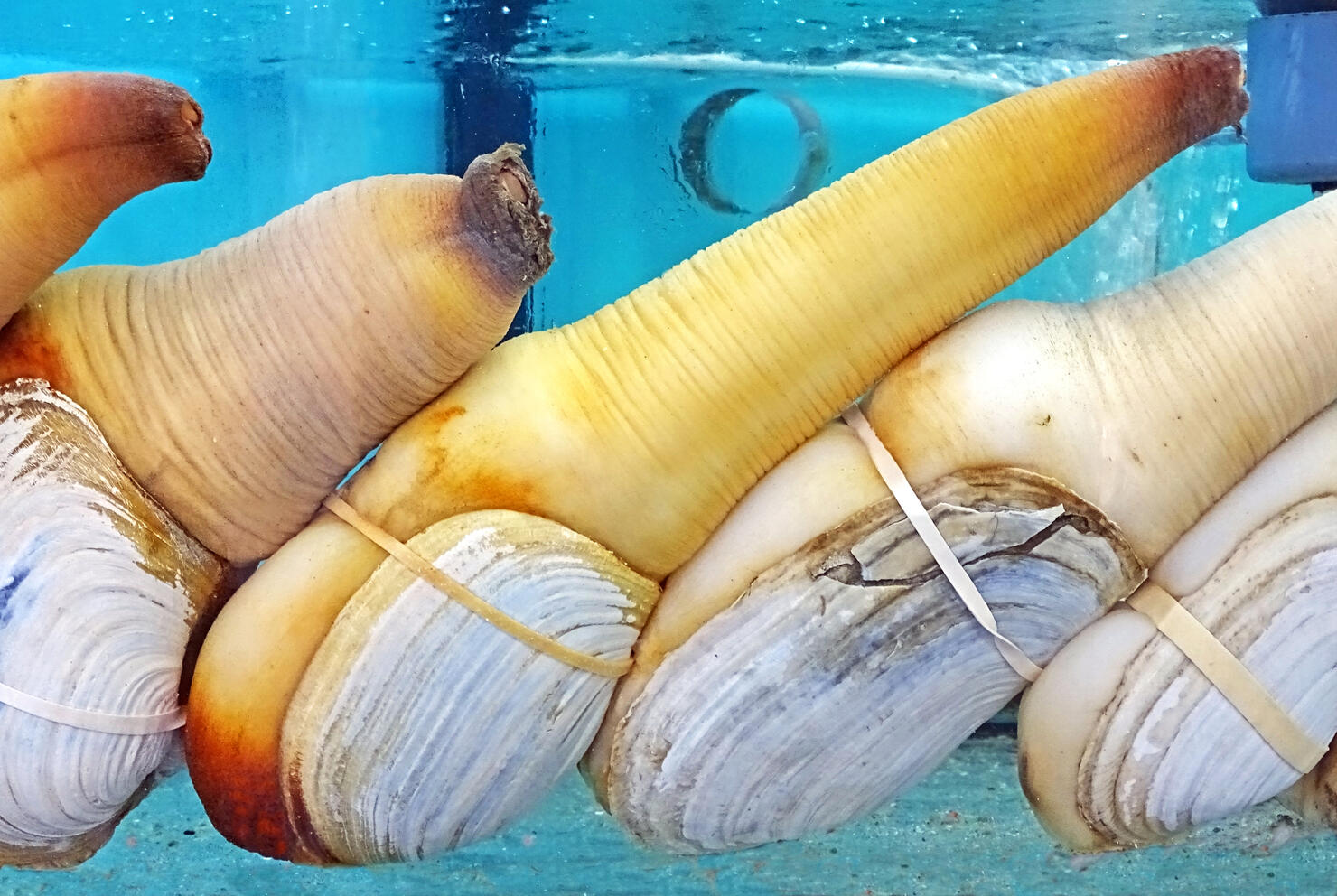 elephant trunk clam
