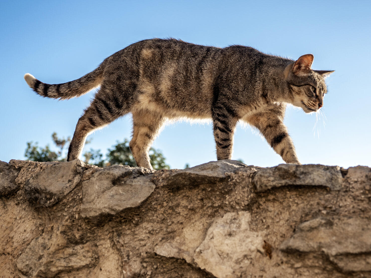 Stray cat climbing and walking up a wall on the street.