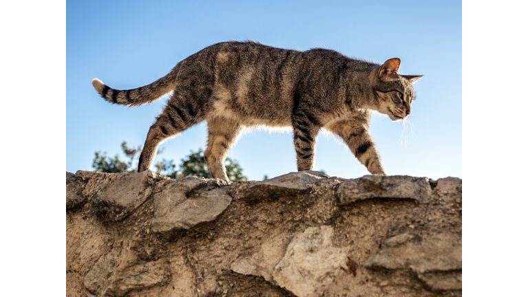 Stray cat climbing and walking up a wall on the street.