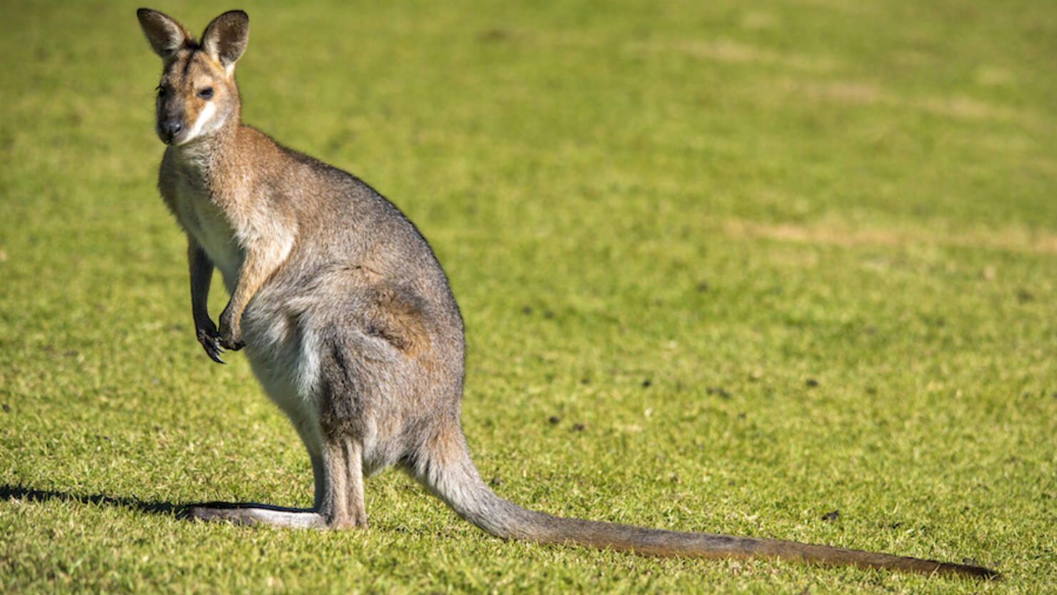 Wallaby