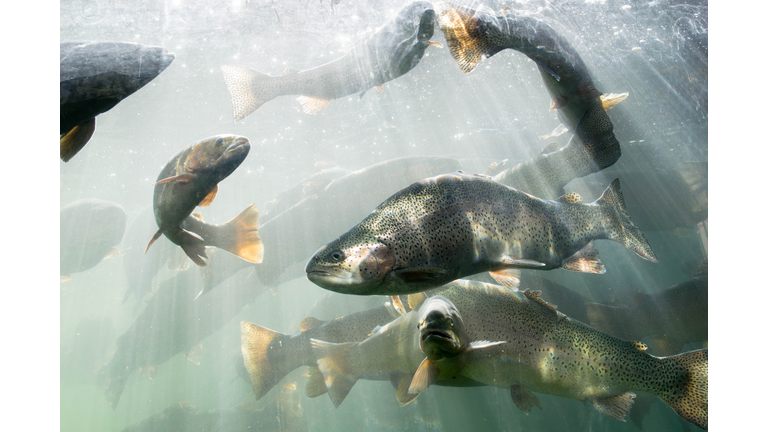 Fishes Swimming Underwater