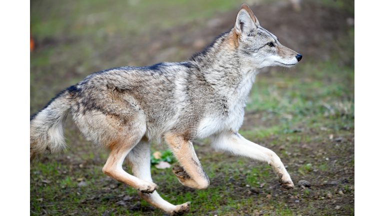 (Photo credit should read JEAN-CHRISTOPHE VERHAEGEN/AFP via Getty Images)