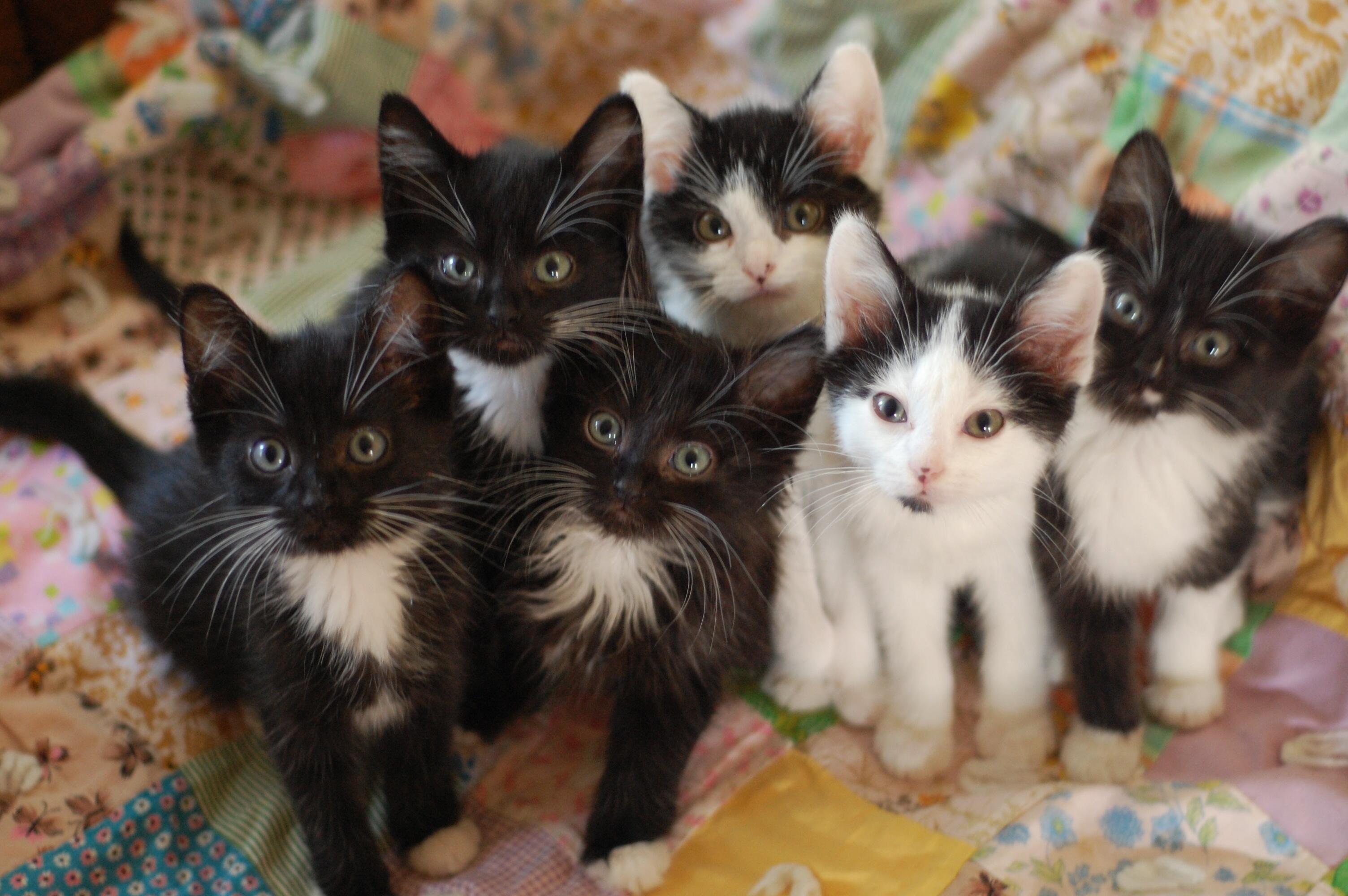 Cats Available for Adoption - Kaua'i Humane Society
