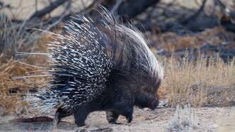 Watch: Porcupine Bests Leopard in Odd Battle
