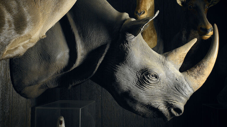 Hunting trophies on wall