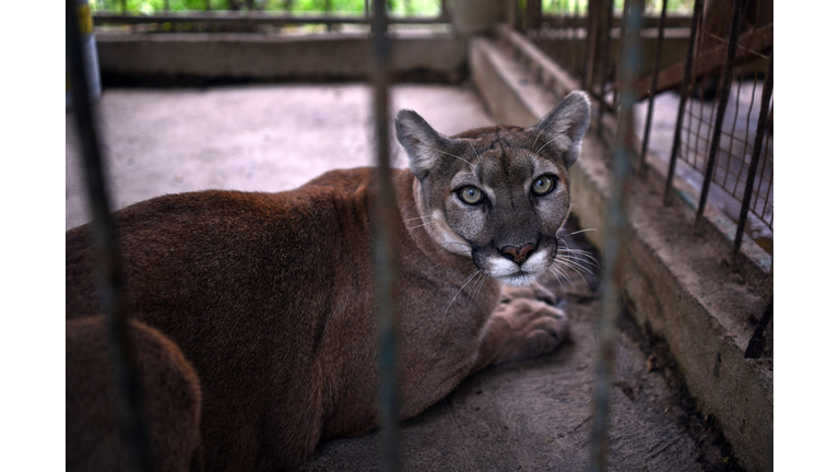 MEXICO-ANIMALS-ZOO-COUGAR-CUBS