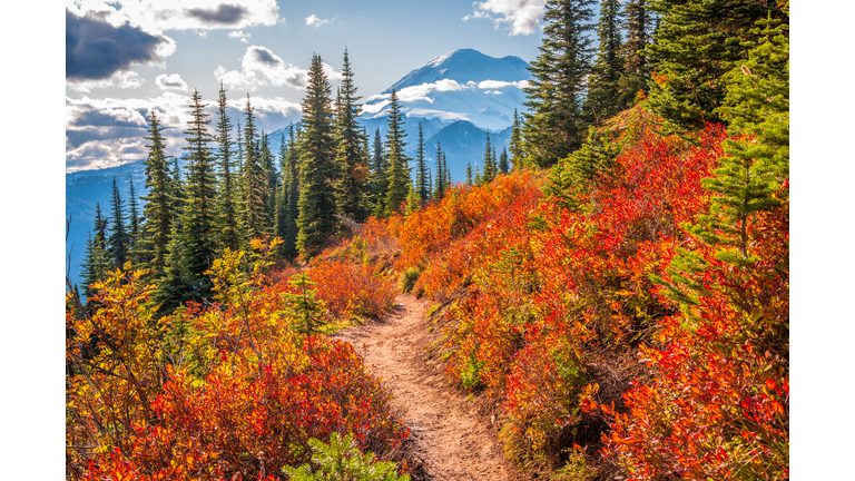 Mt Rainier Fall Foliage