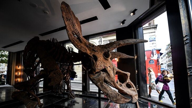 Largest Triceratops Skeleton Ever Found to be Sold at Auction in Paris