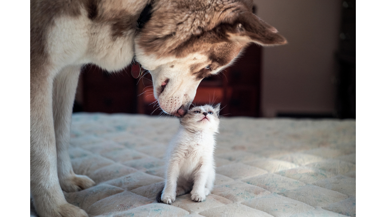 A husky smelling a kitten.