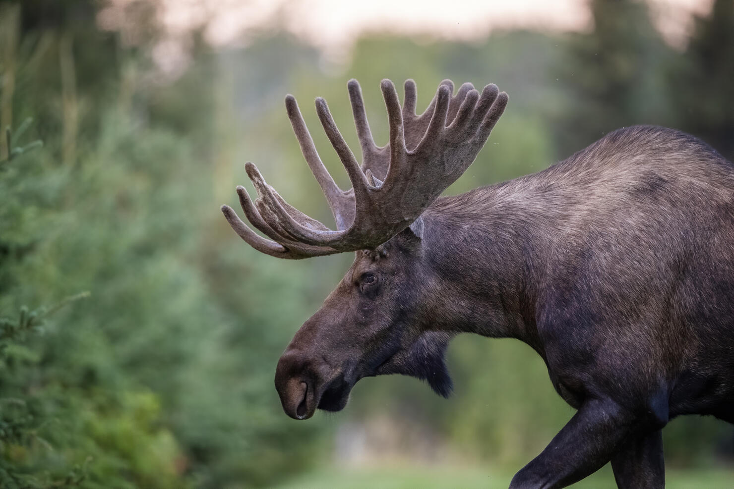 Profile of a Giant