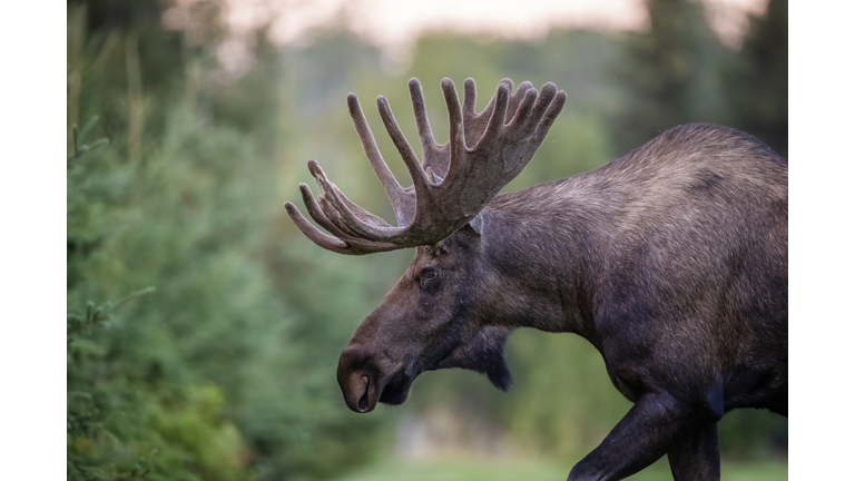 Profile of a Giant