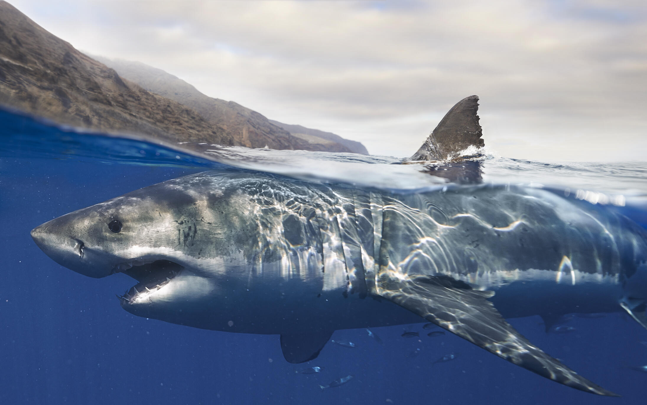 WATCH: Great White Shark Pays A Visit To Coast Guard Crew In Oregon ...