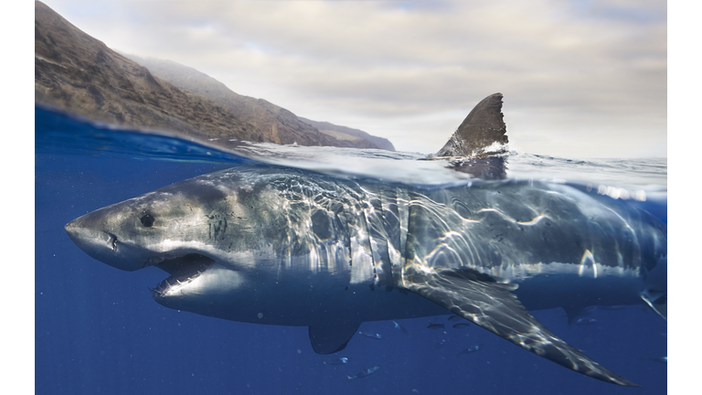 great white shark surfacing