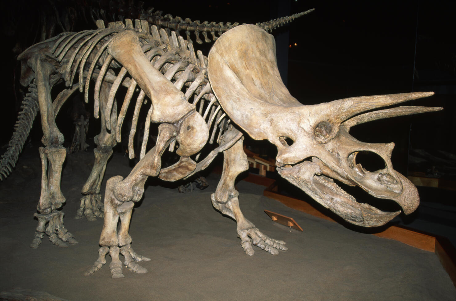 Triceratops Dinosaur Fossil