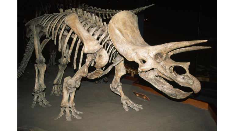 Triceratops Dinosaur Fossil