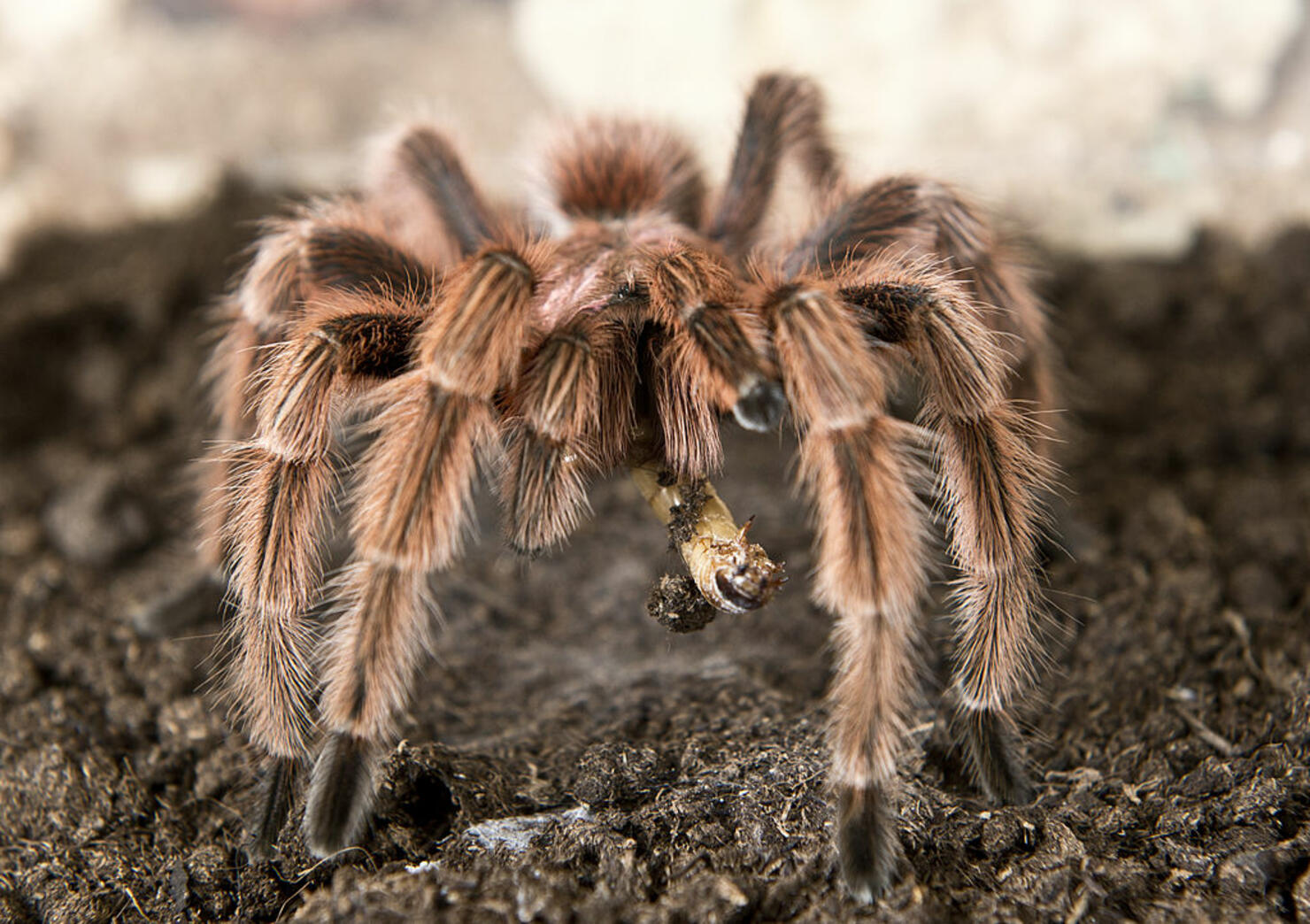 CHILE-SPIDER FARM-EXPORT-FILES