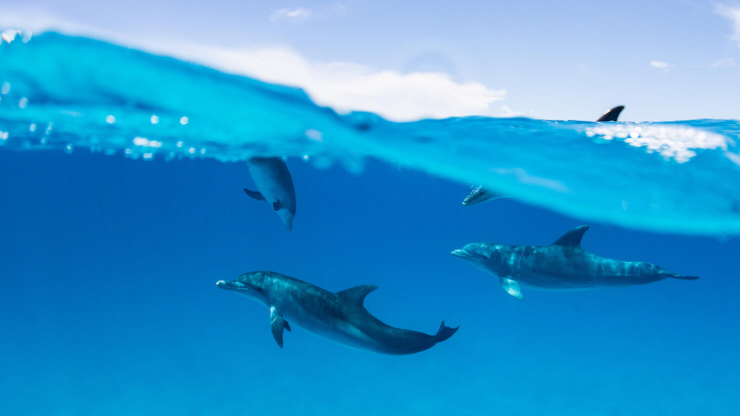 Atlantic Spotted Dolphins Swimming Just below the Surface