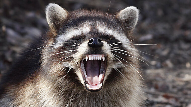 Raccoon with attitude