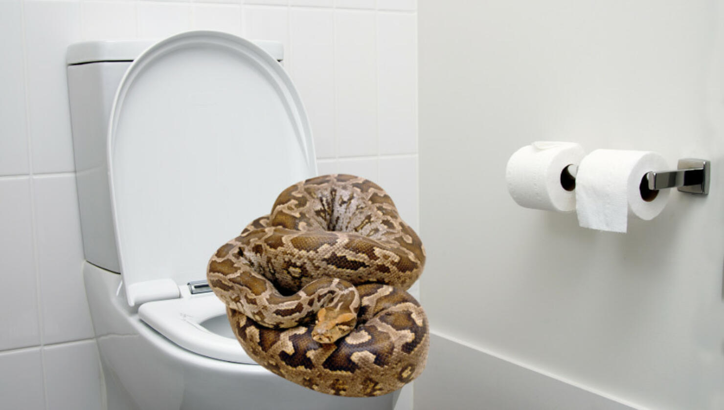 Python on top of an open toilet