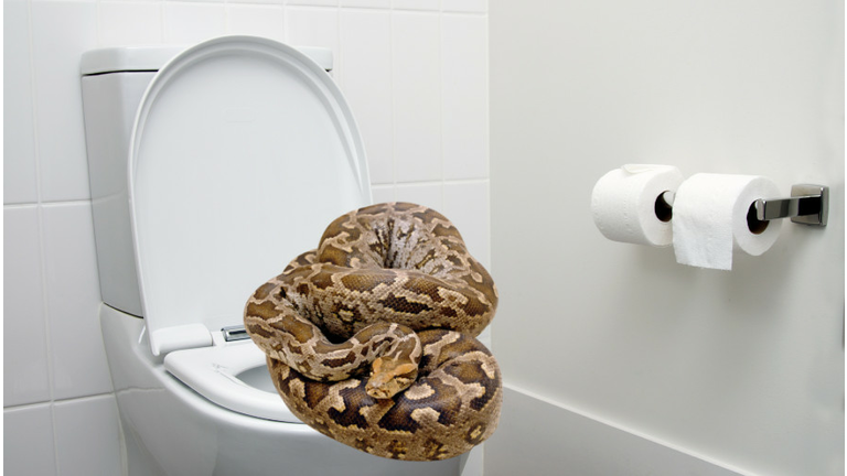 Python on top of an open toilet