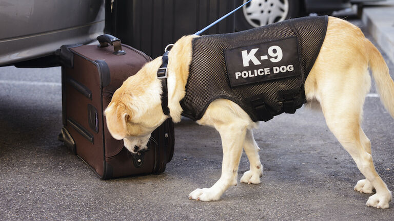 Police Dog