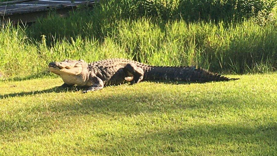 Okefenokee Joe, Massive Alligator Believed To Be Alive In WWII, Has ...