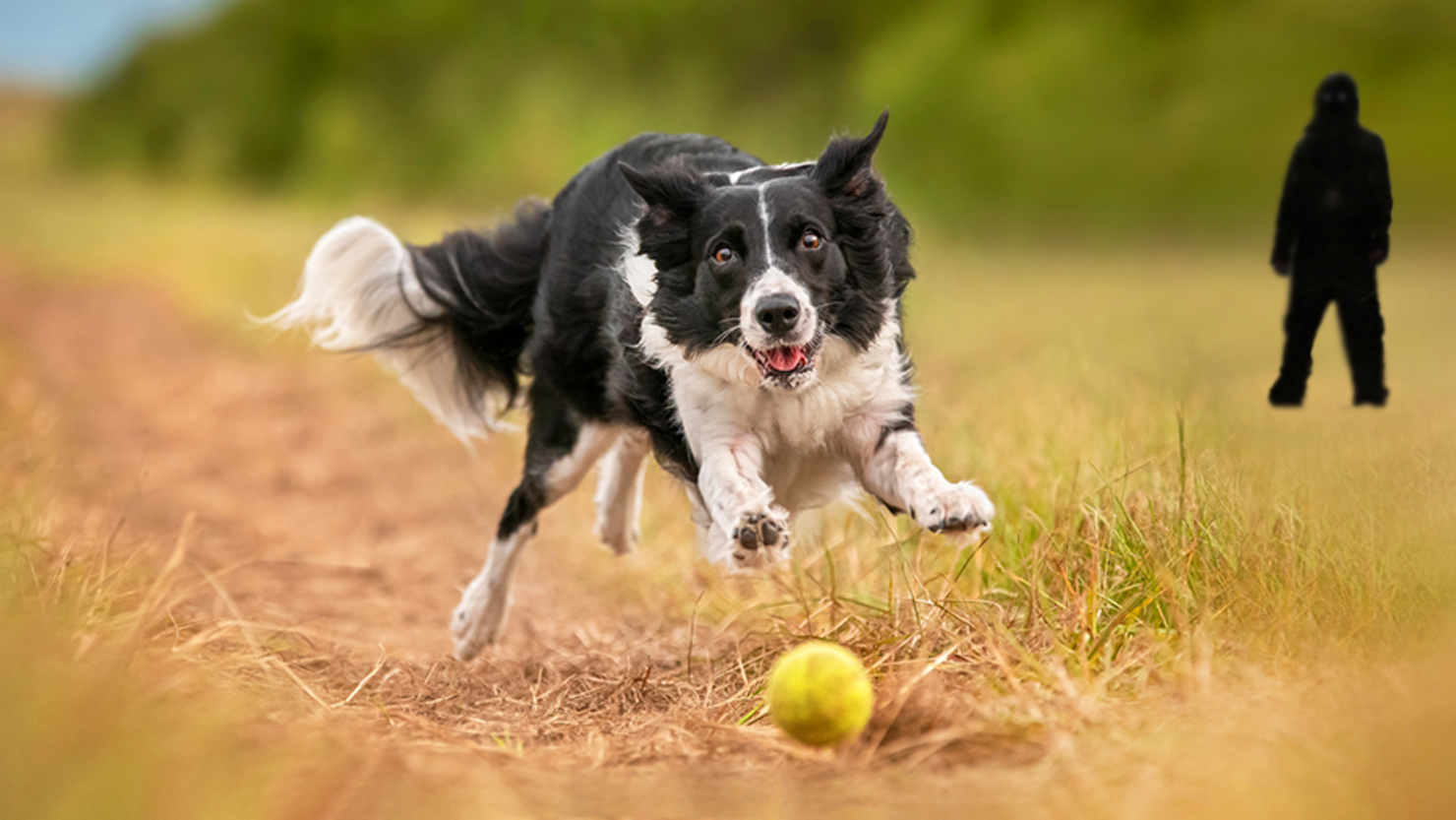 Dog chasing ball sale