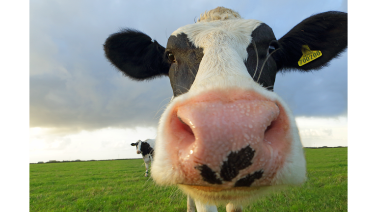 Cows in field