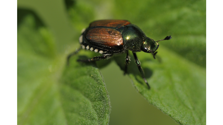 Japanese Beetle