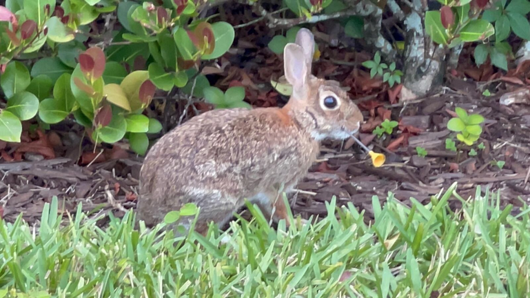 Bunny found shot with metal dart