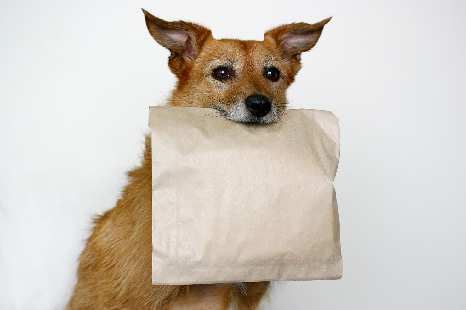 Dog carrying a plain brown bag