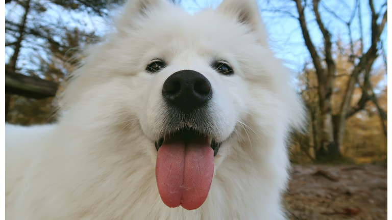 samoyed dog