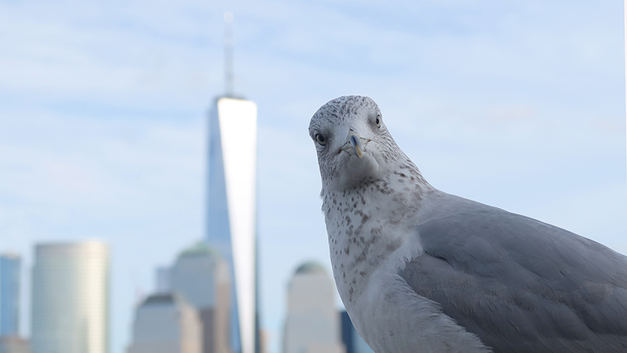 hundreds-of-dead-birds-found-at-world-trade-center-iheart